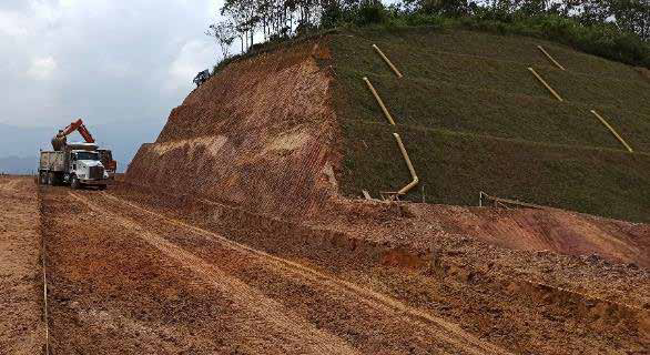 Conintel Frutos Verdes